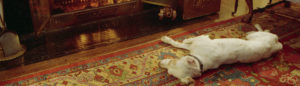 Canine Companion: The Quayles’ dog Chili, keeping warm in front of the fire. Number One Observatory Circle, the official home and residence of the Vice President of the United States Photographer: Steven Purcell. Text Credit: Charles Denyer.